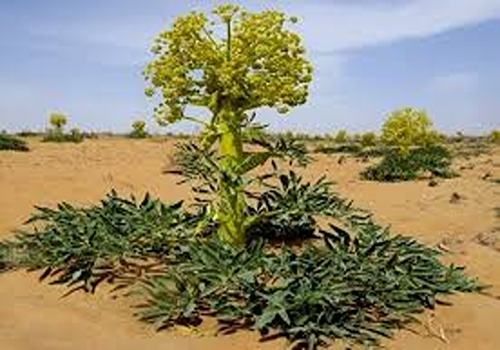 خرید گیاه